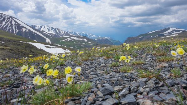 A Peek into The World of Alpine Extremophiles