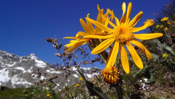 Arnica Montana Flower Extract Skin Benefits