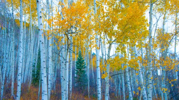 Aspen Bark Benefits for Skin Health