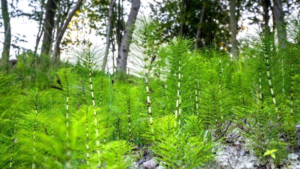 Restorative Horsetail, the Fern For Firm Skin