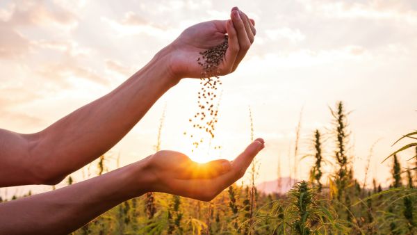 Nurture Your Skin with Hemp Seed Oil: A Deep Dive into Its Multifaceted Benefits