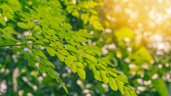 Moringa Oil Benefits for Skin