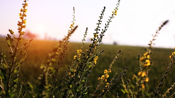 Mullein | A Powerful Botanical for Skin Health