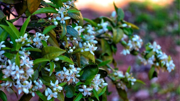 Neroli: The Precious Flower of the Bitter Orange Tree