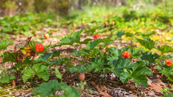 Cloudberry Seed Oil - Scandinavia's Best Kept Beauty Secret