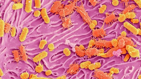 Your Skin's Microscopic Allies: The Importance of a Healthy Microbiome