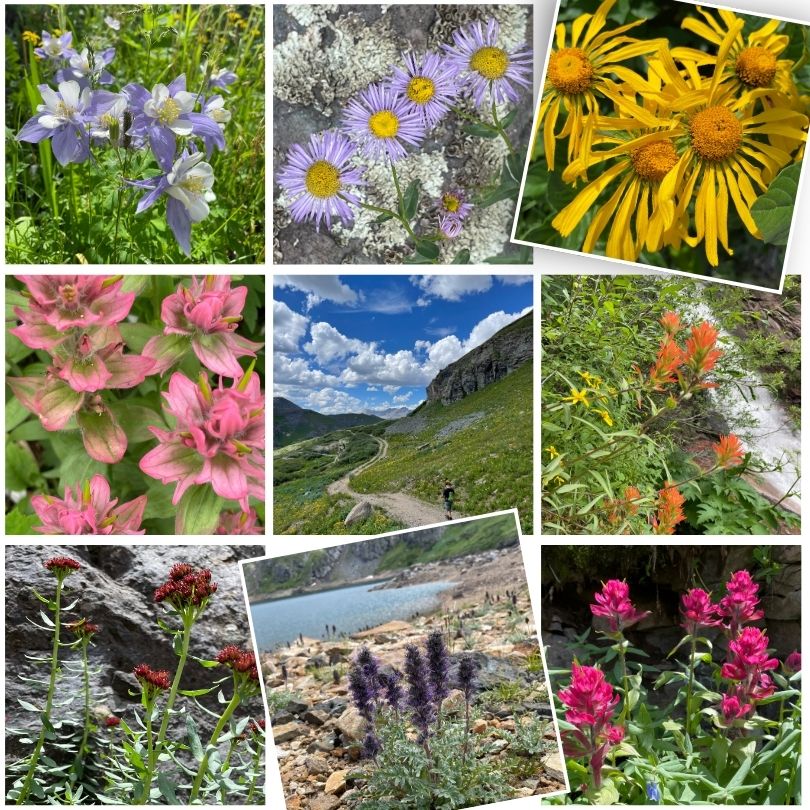 The Restorative Skin Benefits of Alpine Wildflowers