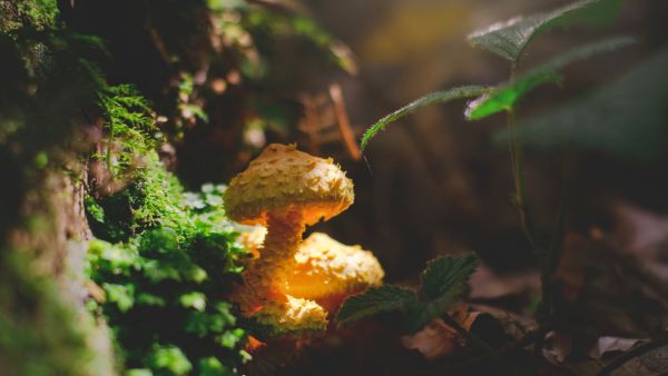 The Power of Mushrooms: How Fungi Help Our Skin Thrive from Within and Without