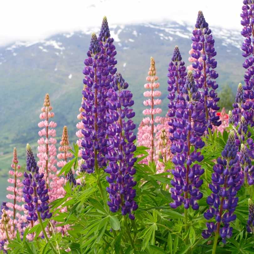 Nature’s Alpine Lab