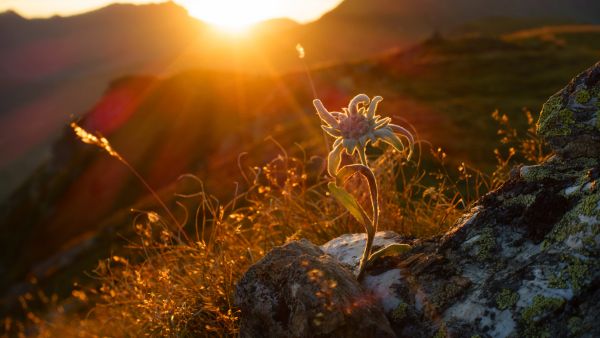 Restorative Alpine Botanicals For Sun Stressed Skin
