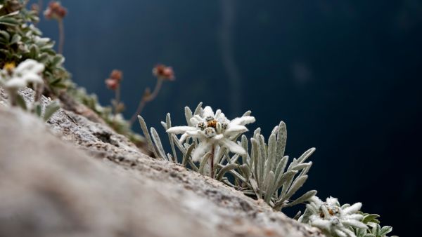 Swiss Edelweiss Flowers: The Skin Benefits of this Alpine "Queen of the Mountain"