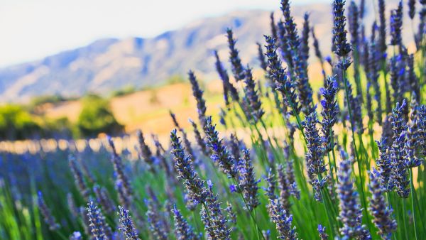 High-Altitude Lavender, Histrory's Most Famous Calming Botanical