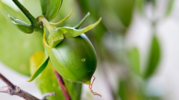 Jojoba Oil: From Whales to the Desert - A Skincare Star is Born– TellurideGlow