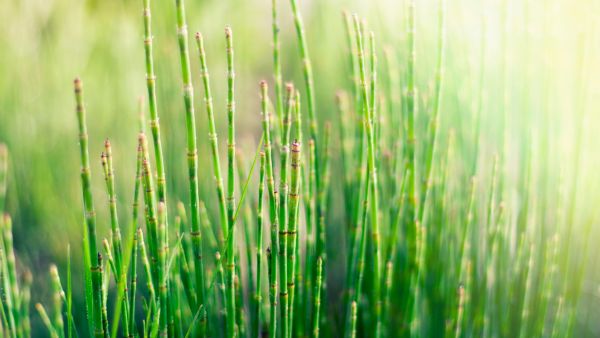 Harnessing the Power of Horsetail: A Time-Tested Herb for Skin Revitalization