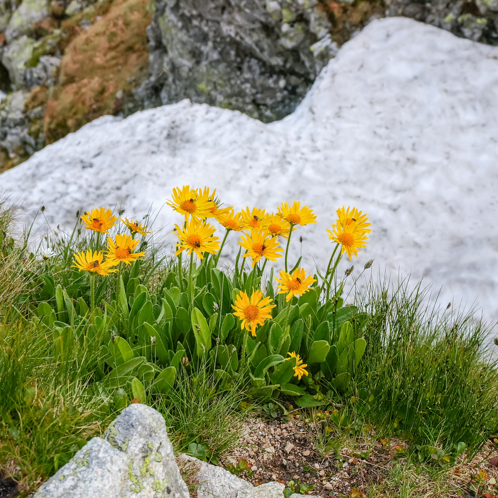 Arnica Montana
