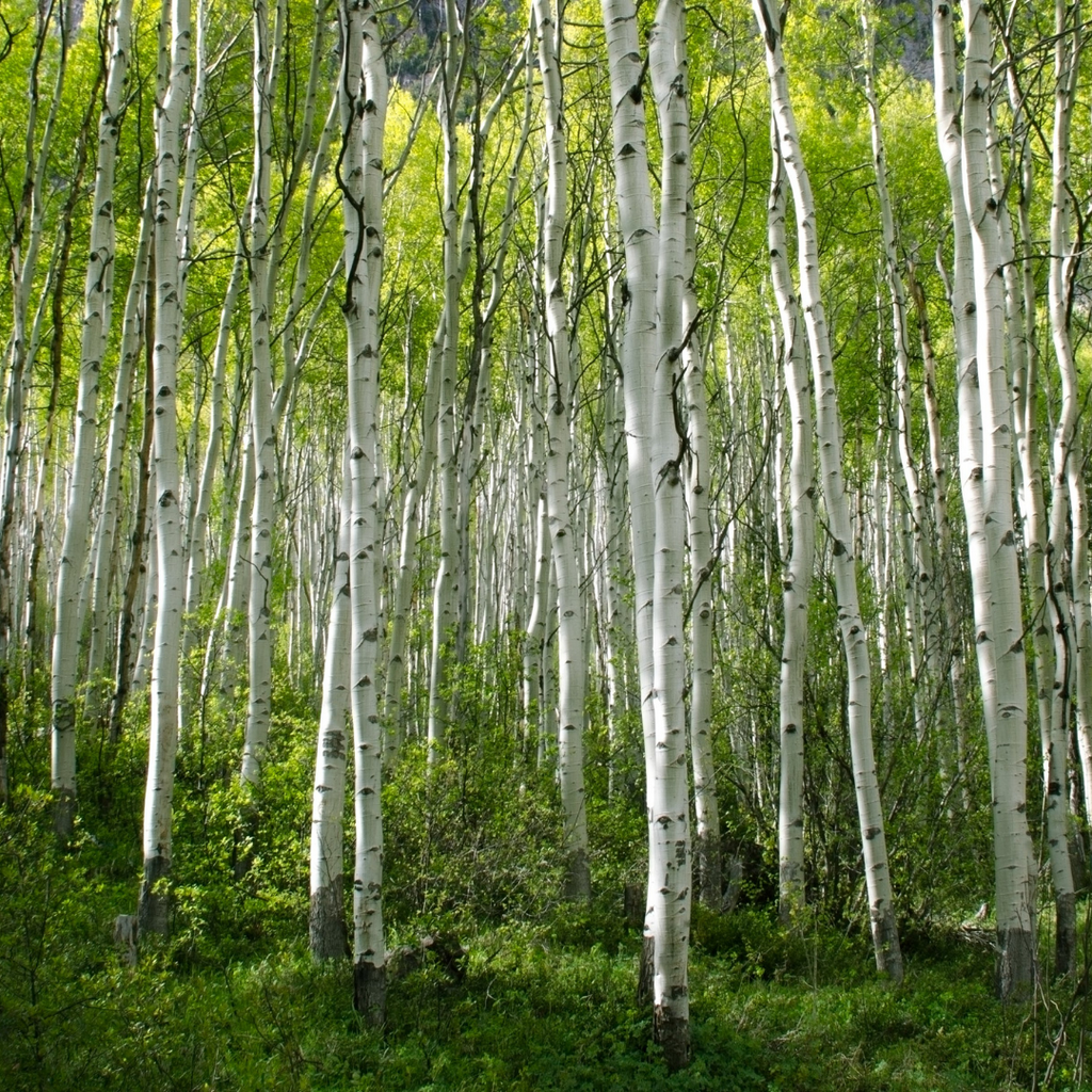 Aspen Bark