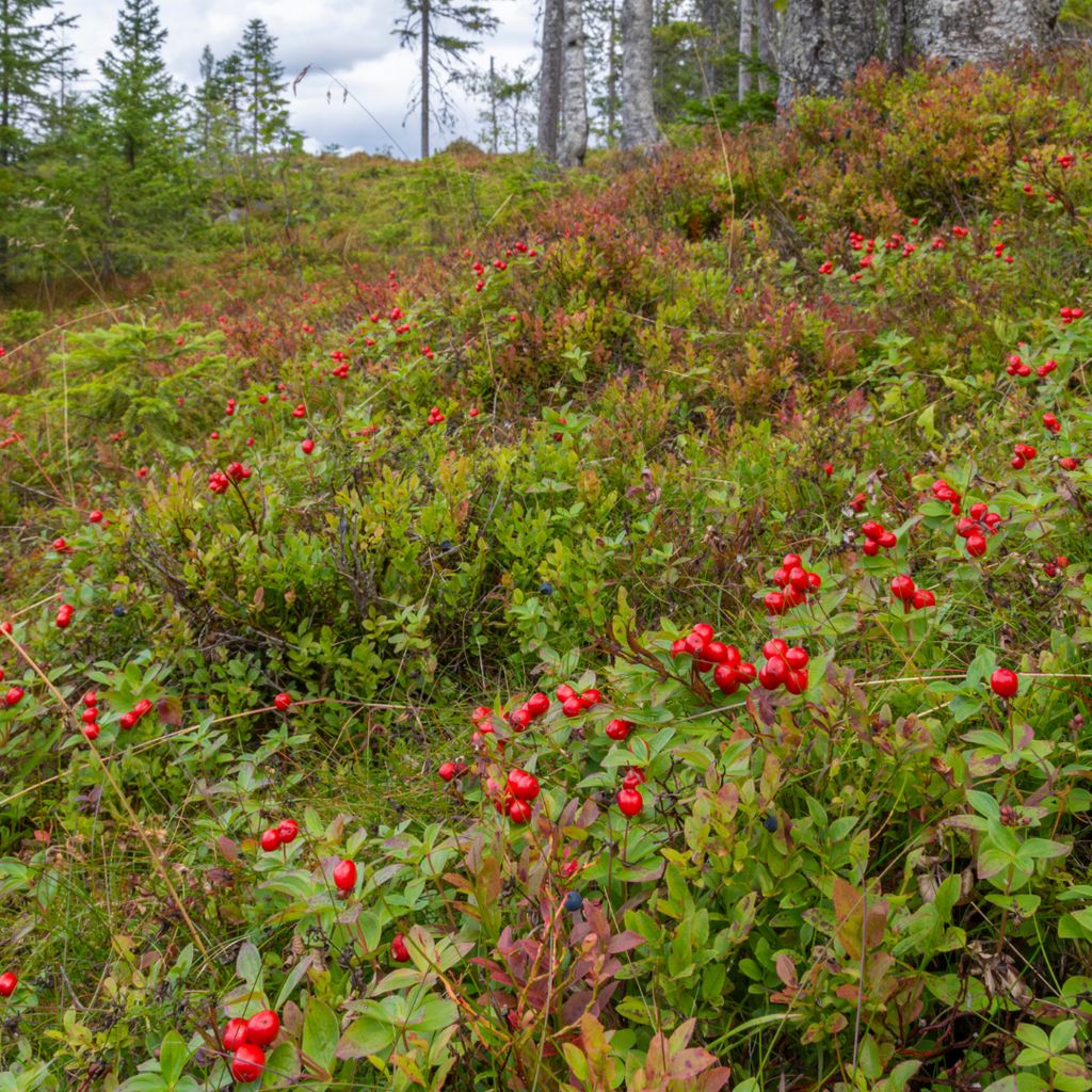 Bearberry