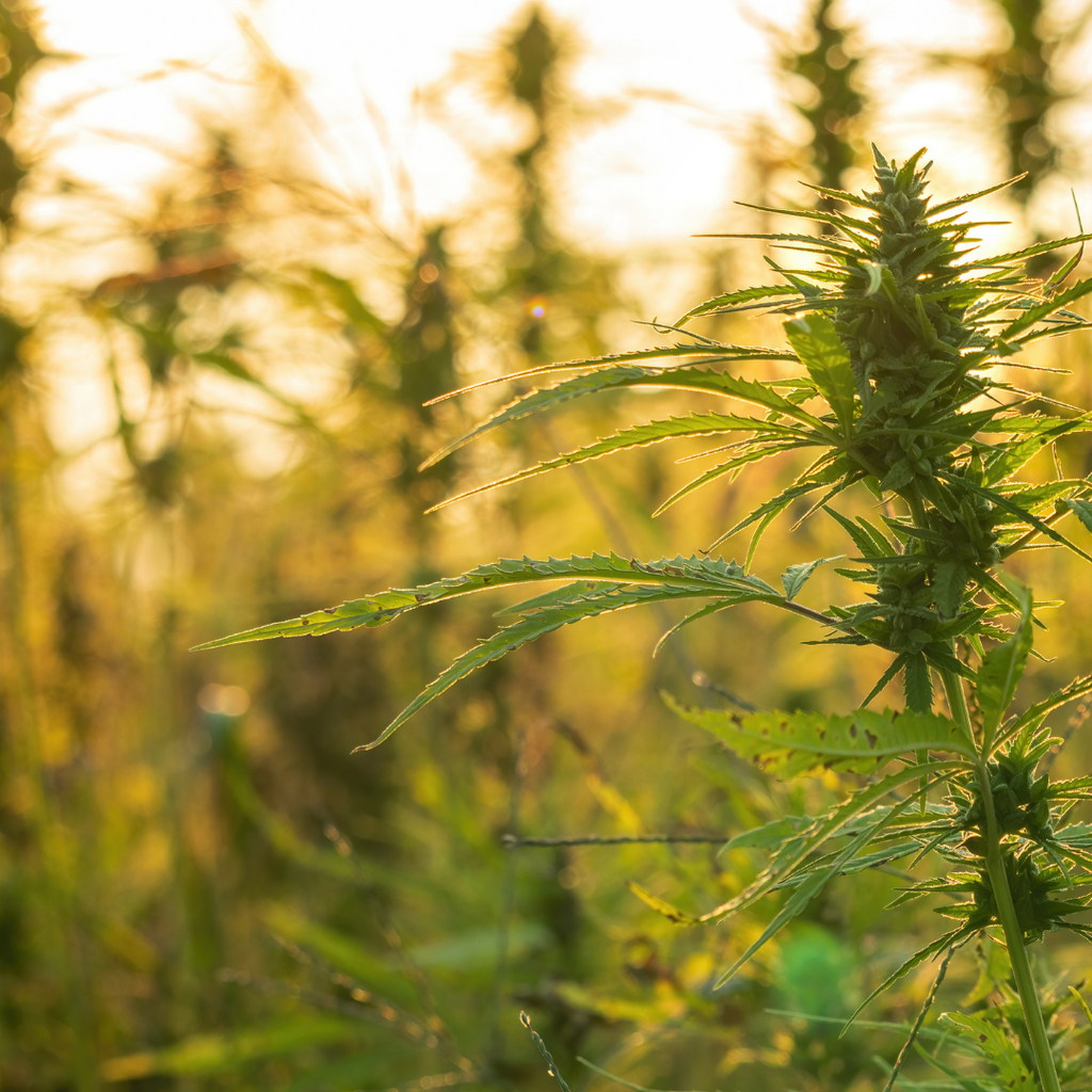 Hemp Seed