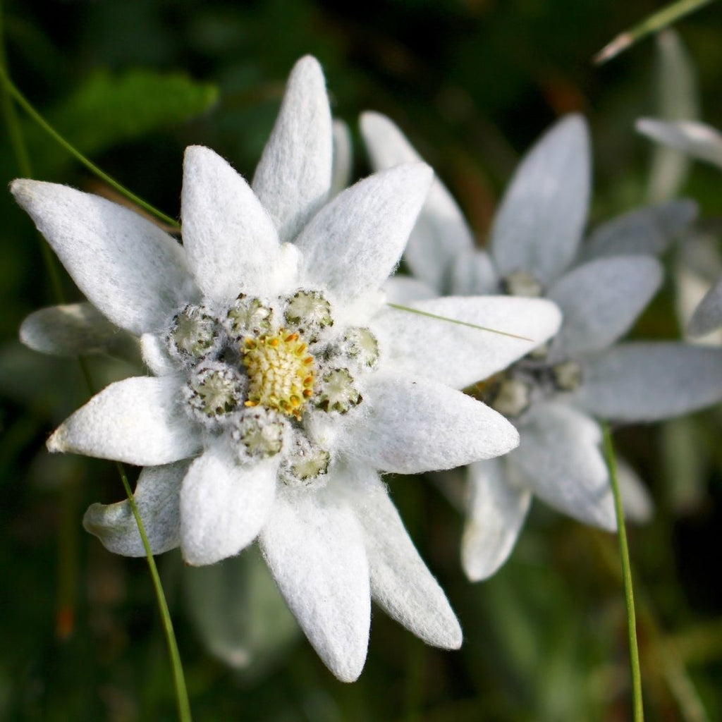 Edelweiss
