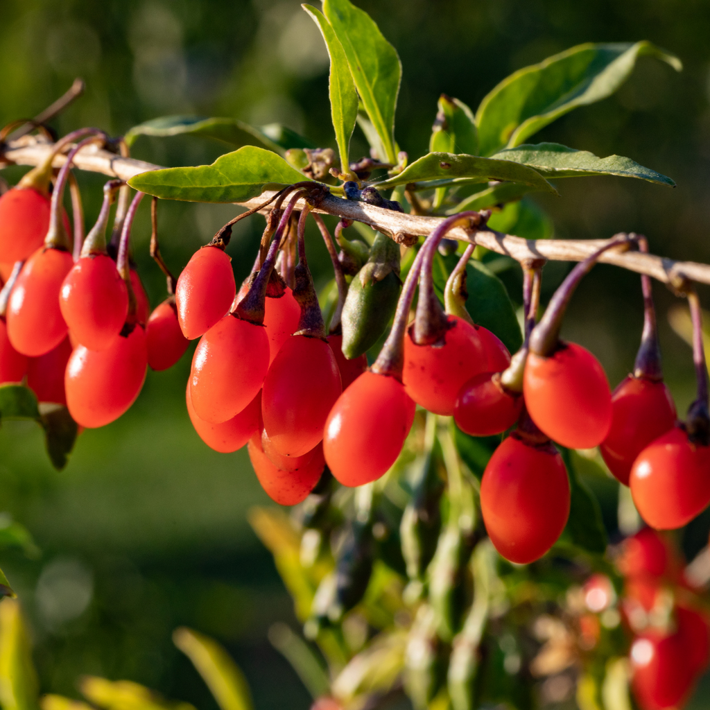 Goji