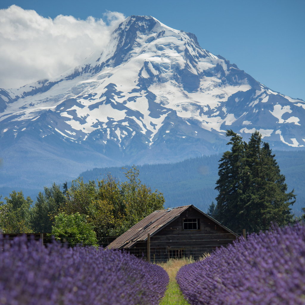 High Altitude Lavender