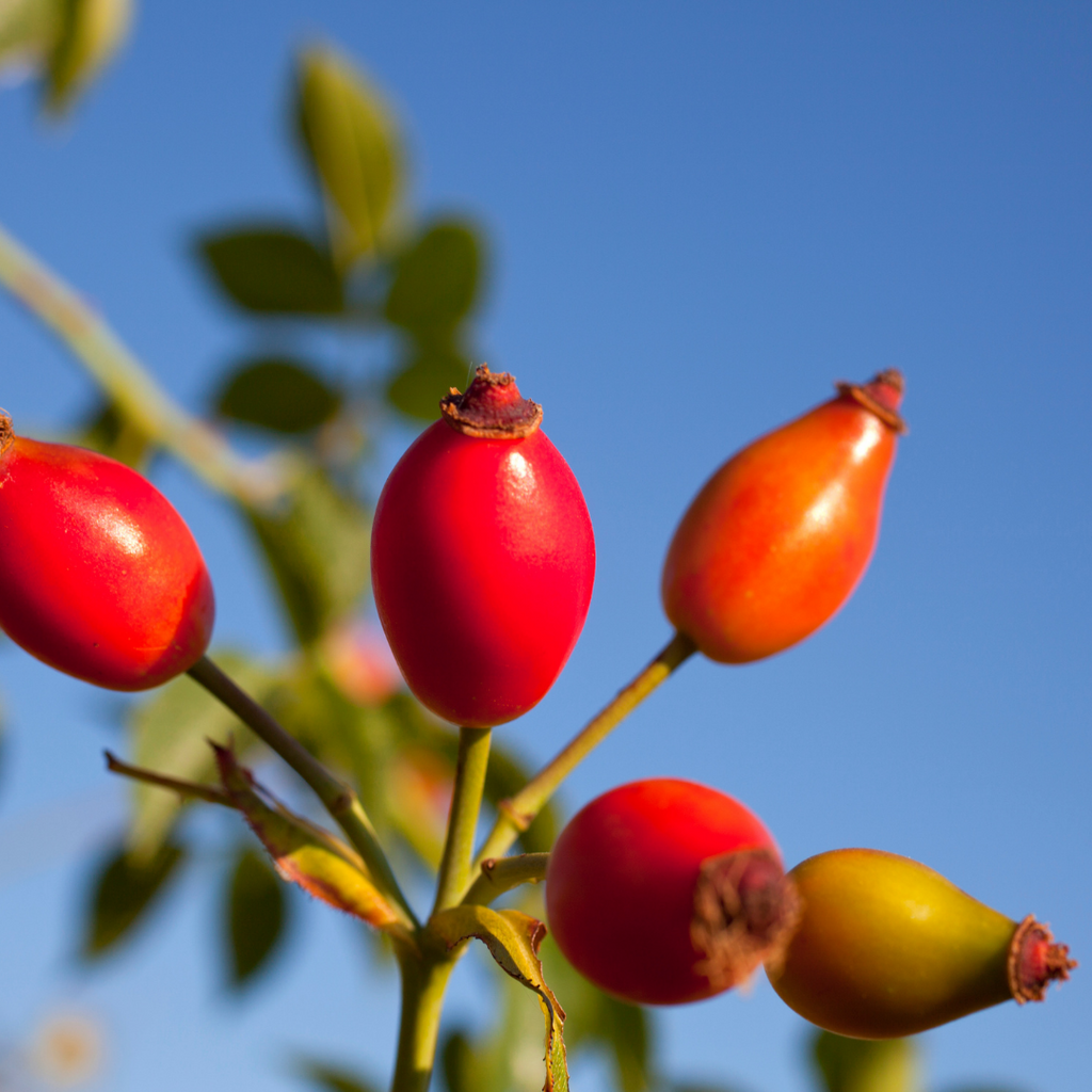 Rosehip