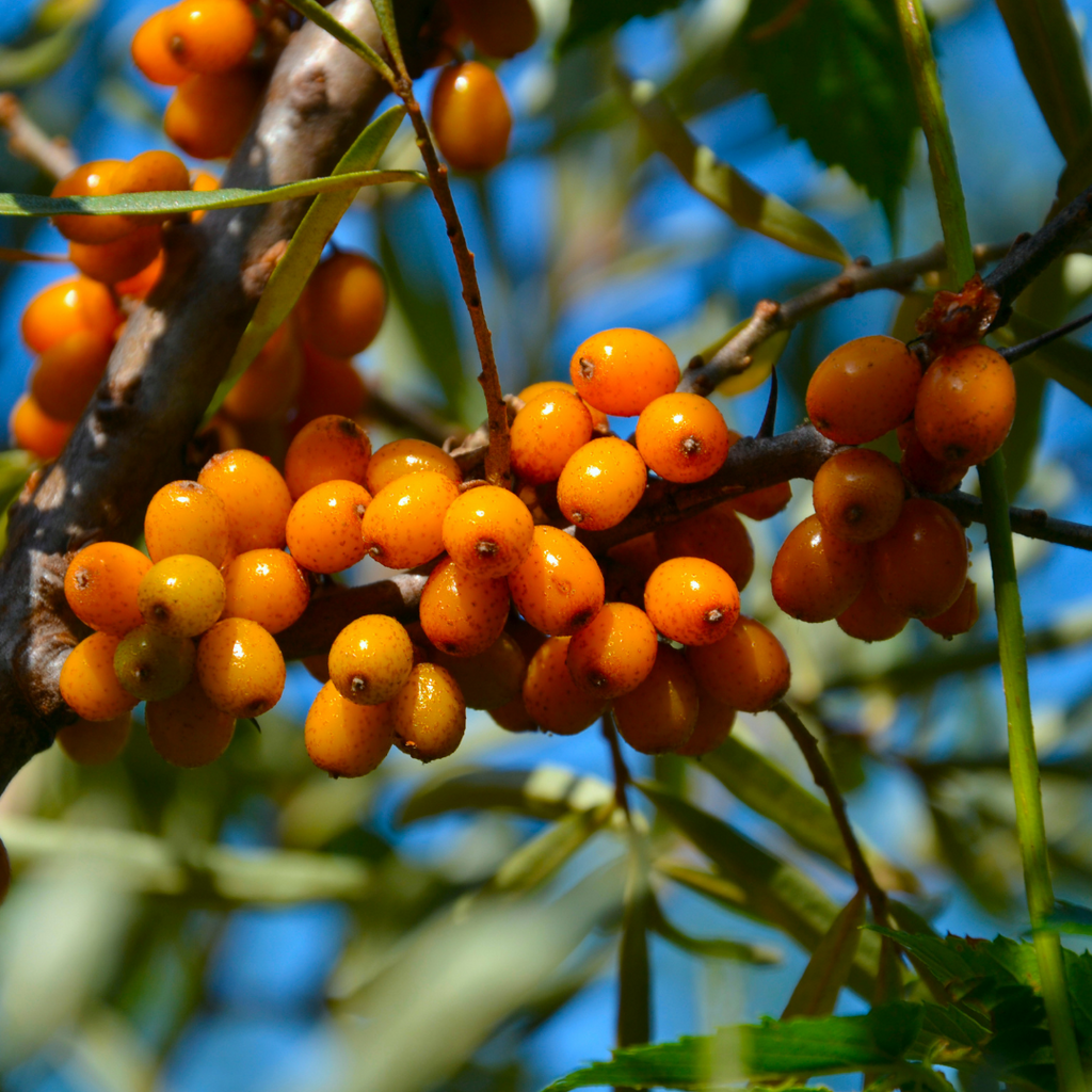 Sea Buckthorn