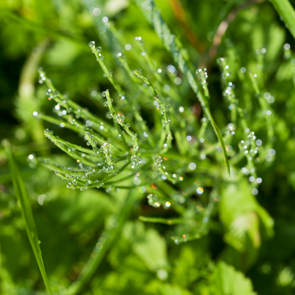 Shavegrass